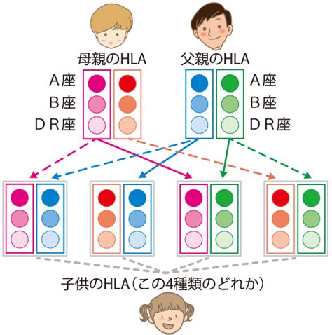 腎移植）腎移植と免疫 亀田グループサイト