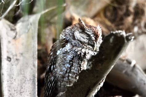 Eastern Screech Owl