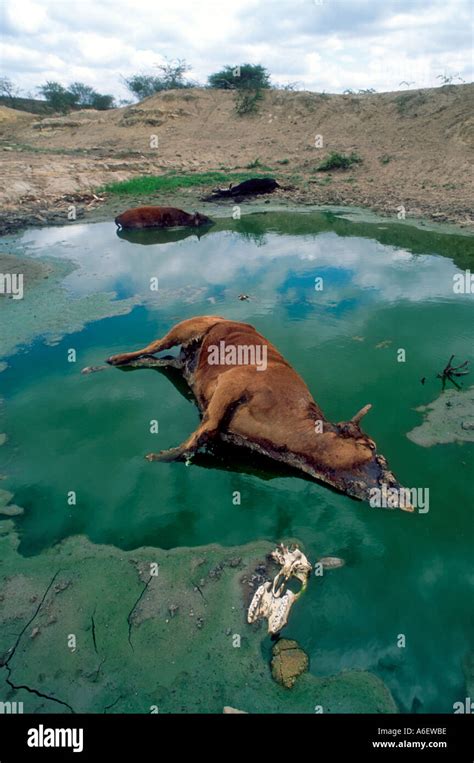 Dead Cattle Poisoning A Waterhole Drying Up In A Time Of Drought