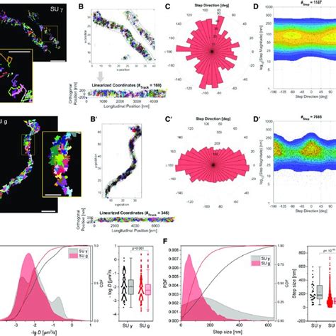 Single Particle Diffusion Analysis Of Cv Su G Reveals Restrictive