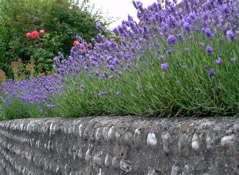 Drought Tolerant Plants With Great Curb Appeal Houselogic