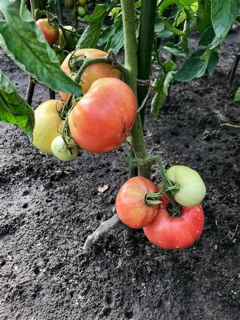 Los Tomates Maduran En Bush En Una Cama Imagen De Archivo Imagen De