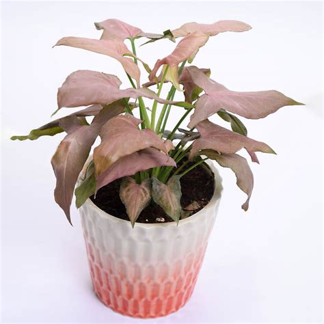 Pink Syngonium Winni