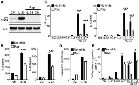 Rapamycin Rap Directly Inhibits Ilc Effector Function A Western