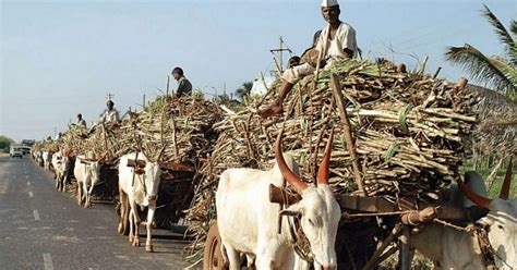 पुणे जिल्ह्यातील ५७ लाख टन उसाचे गाळप । Sugarcane Crushing