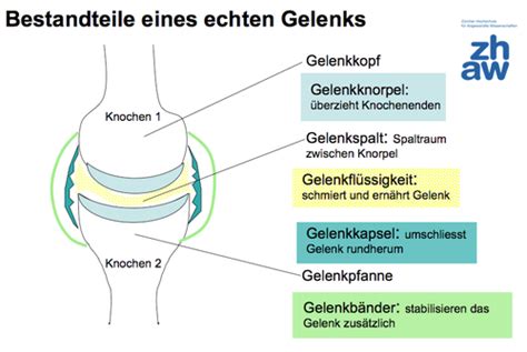 Gelenke Karteikarten Quizlet