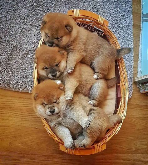 Shiba Inu Dog Price: How Much Does a Shiba Puppy Cost? - K9 Web