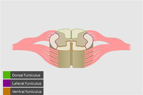 Funiculus Nerve Tract Posterior Funiculus Posterior Commissure