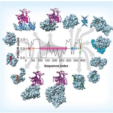 Intrinsic Disorder In P And Interactions With Different Binding