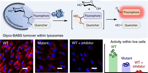 Quantifying Lysosomal Glycosidase Activity Within Cells Using Bis Acetal Substrates Nature