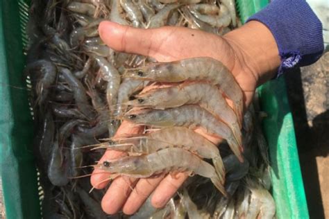 Kkp Dorong Karangasem Bali Produksi Induk Udang Berkualitas Antara News