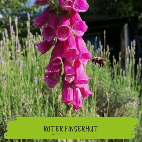 Roter Fingerhut Digitalis Purpurea Insa