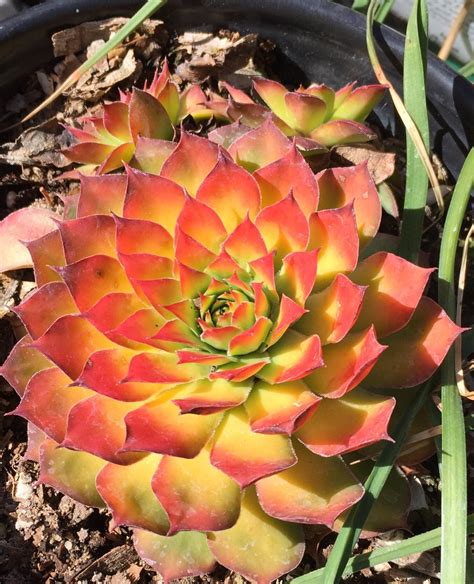 426 Best Sempervivum Images On Pholder Succulents Gardening And