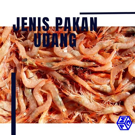 Mengenal Jenis Pakan Udang Vannamei Pt Mutiaracahaya Plastindo