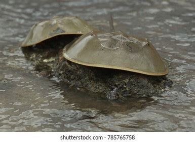 87 Tachypleus Gigas Images, Stock Photos & Vectors | Shutterstock
