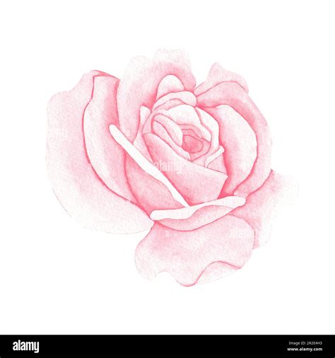 Watercolor pink pastel rose. Illustration for greeting cards ...