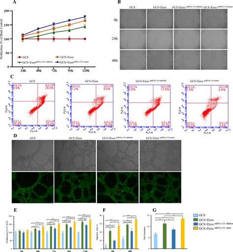 Effects Of Mirna 210 In Bmsc Exos On Bmecs Exosomes Secreted From Bone Download Scientific