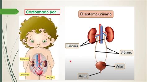 Sistema Excretor Youtube