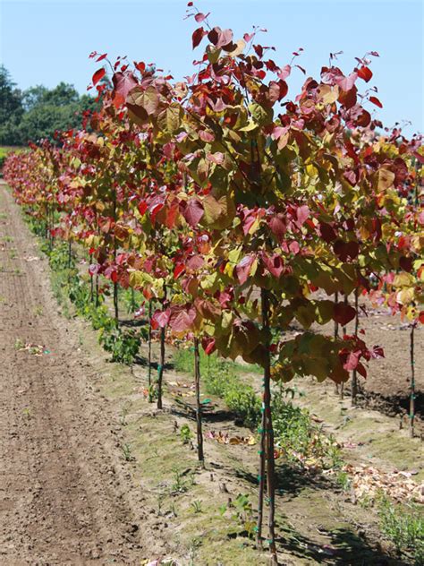 Flame Thrower Redbud J Frank Schmidt Son Co