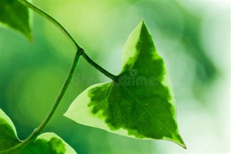 Plant with Green Triangle Leaves Stock Photo - Image of design, concept ...