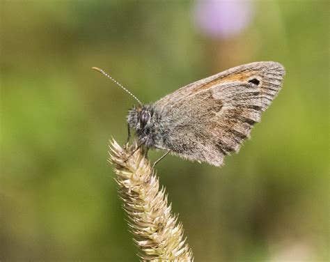 Small Heath From 06430 Tende France On July 21 2021 At 05 15 PM By