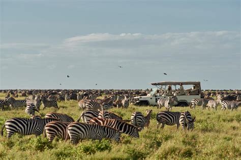 Safari Discounts For Cabin Crew Members Flying To Tanzania Eco