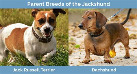 Jack Russell Dachshund Mix Black And White