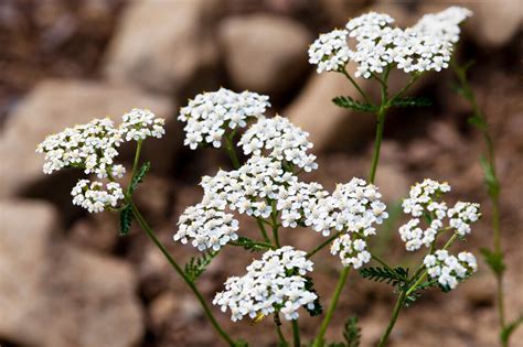 Selbstgemachte Tinktur Aus Schafgarbe Gegen Unreiner Haut