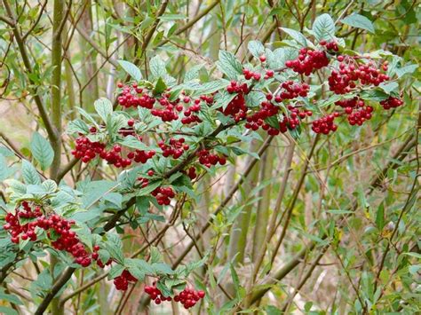 Hollyberry Cotoneaster Cotoneaster Bullatus Growing Guides