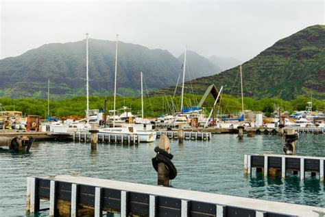 Dolphin And Whale Watching With Wild Side Specialty Tour Oahu Hi