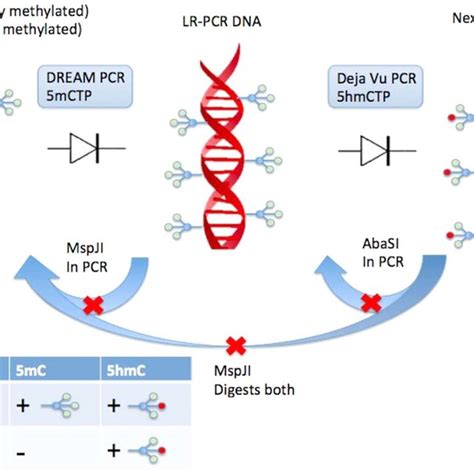 Sybr Green Real Time Pcr Of Mtdna Genes Nd And Nd Estimates