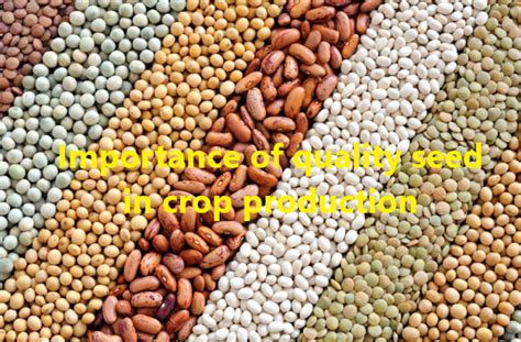 Importance Of Quality Seed In Crop Production Basic Agricultural Study