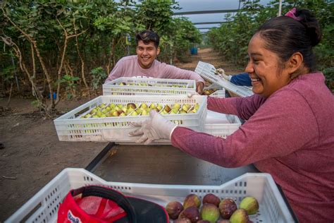 Nuestros Héroes de la Alimentación en Morelos produciendo higos