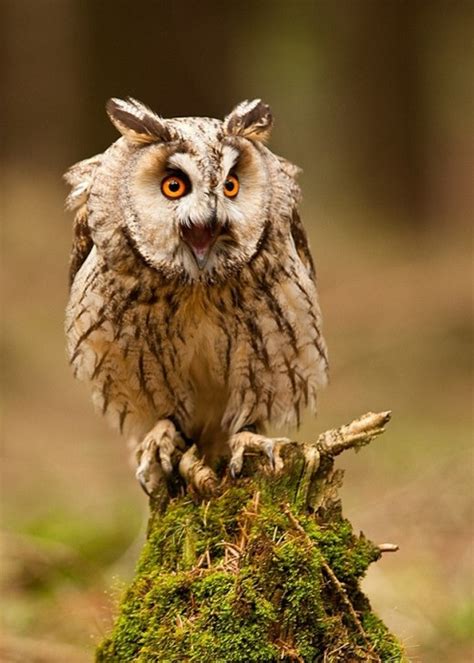 Modern Wallpaper World Most Beautiful Scary Owls Photos