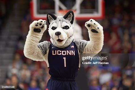 Uconn Mascot Jonathan Photos And Premium High Res Pictures Getty Images