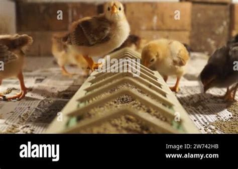 Agriculture Small Chickens Peck At The Grain Poultry Farm Chicken