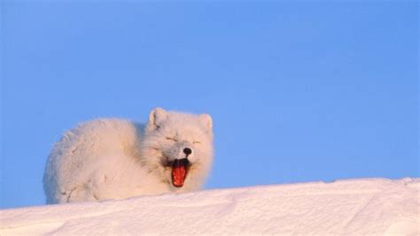 Free download Snow Fox wallpaper [1680x1050] for your Desktop, Mobile ...