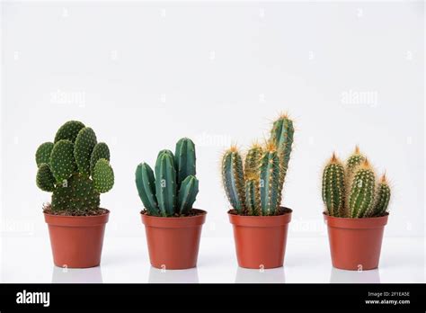 Cactus Plants On White Background Stock Photo Alamy