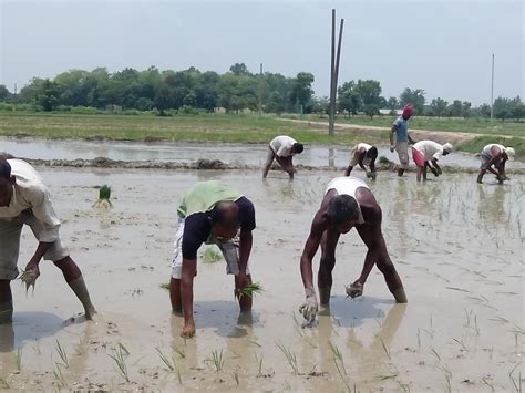 How Indias Rice Production Can Adapt To Clim Eurekalert