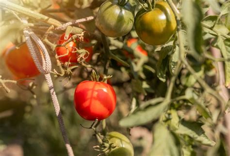 Tomates Que Crecen En La Rama De La Planta Org Nica Con Frutos Verdes