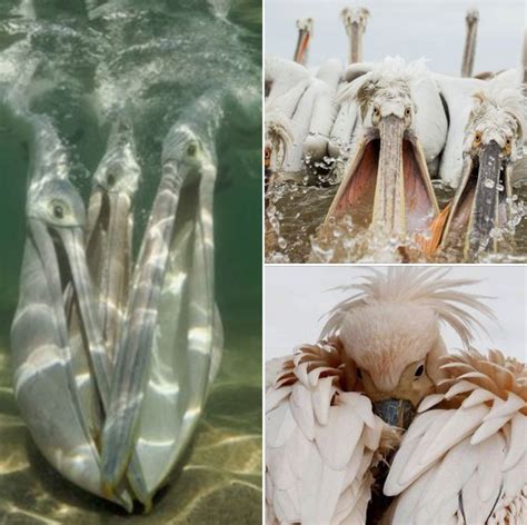 Four Different Pictures Of Birds In Water And One With Its Beaks Open