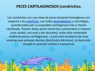 CIENCIAS NATURALES PECES CARTILAGINOSOS PPT