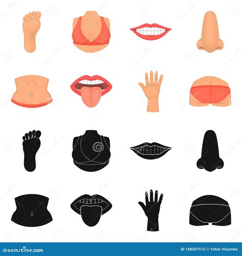 Isolated Object Of Body And Part Icon Set Of Body And Anatomy Vector