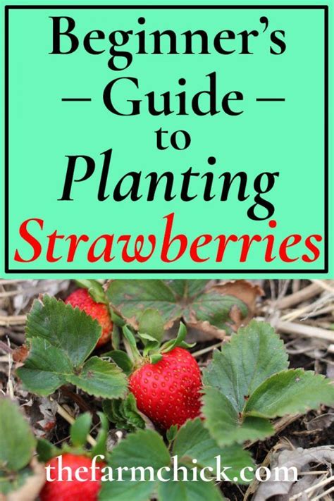 Beginner S Guide To Planting Strawberries Artofit