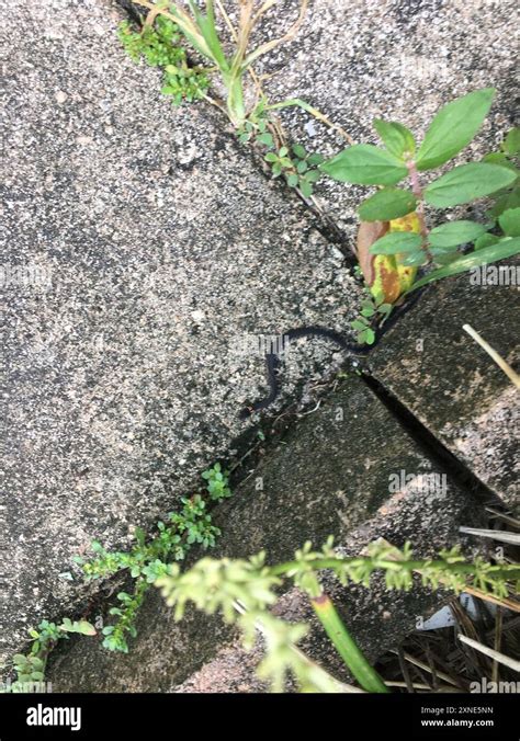 Southern Ringneck Snake Diadophis Punctatus Punctatus Reptilia Stock