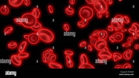 Sistema Circulatorio De La Sangre Fotograf As E Im Genes De Alta