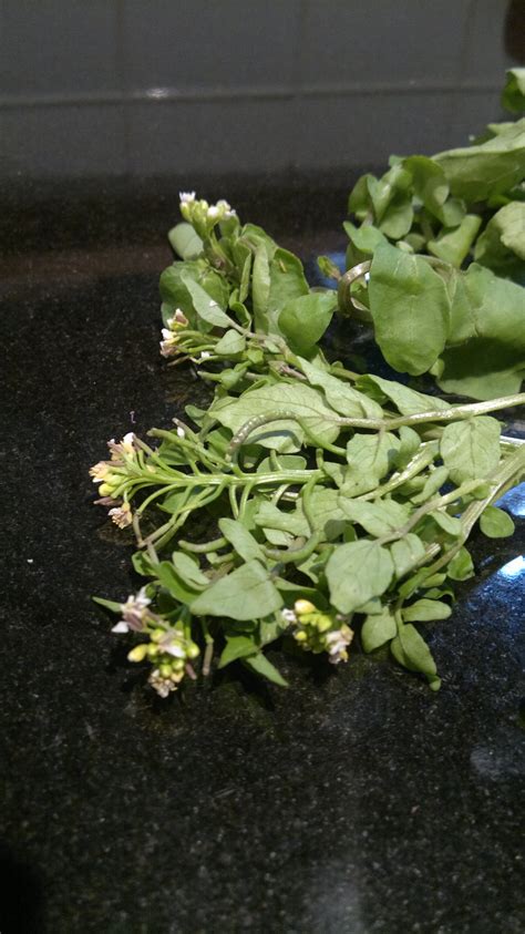 Watercress Edibility Distribution And Identification Galloway Wild