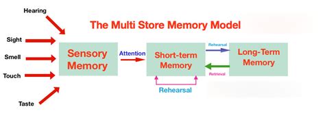 Multi Store Model Memory Diagram Quizlet