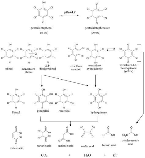 Degradation Pathway Proposal With The Main Intermediaries Detected Download Scientific Diagram