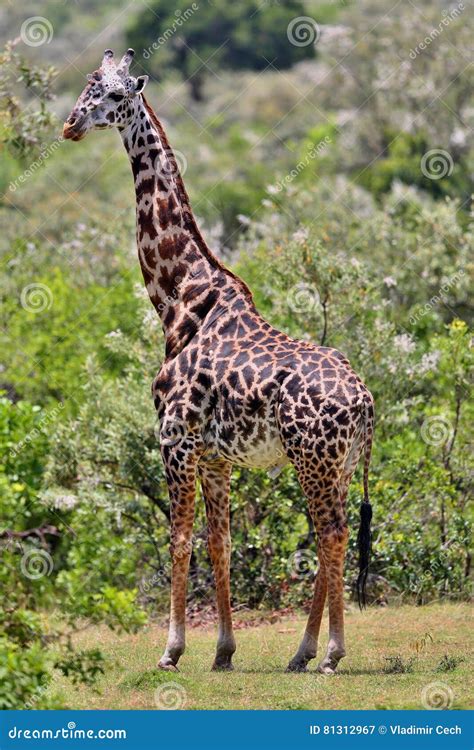 Giraffe In The Beautiful Nature Habitat Of Wild Africa Stock Image